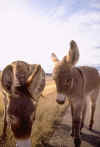 donkeys.jpg (84430 bytes)